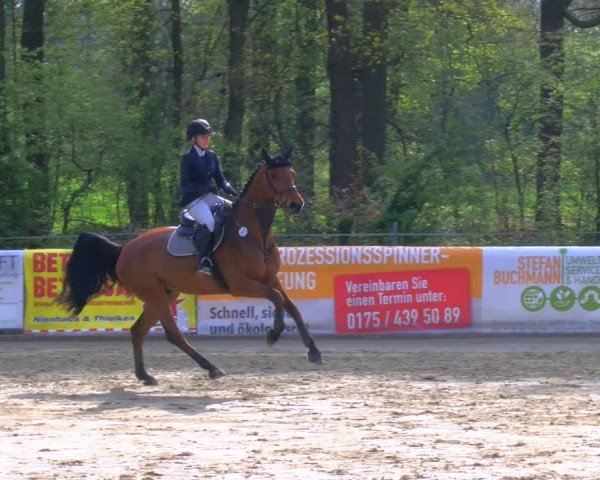 Reitturnier Rhede 2024