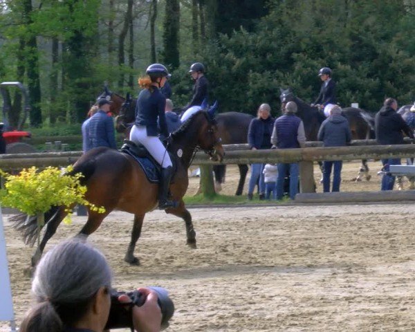 Reitturnier Rhede 2024