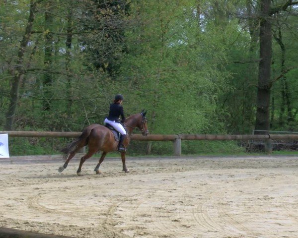 Reitturnier Rhede 2024