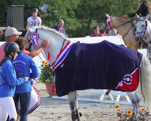 stallion Rexter Madelice (Connemara Pony, 2005, from Dexter Leam Pondi)