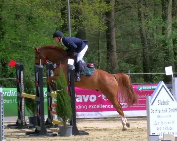 Reitturnier Rhede 2024