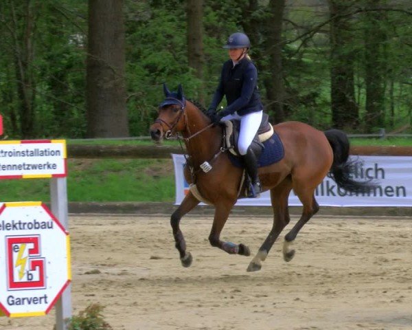 Reitturnier Rhede 2024