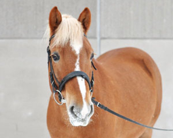 Pferd Kalle (Tori, 2000, von Trump 737 E) Pferd Kalle (Tori, 2000, von Trump 737 E)