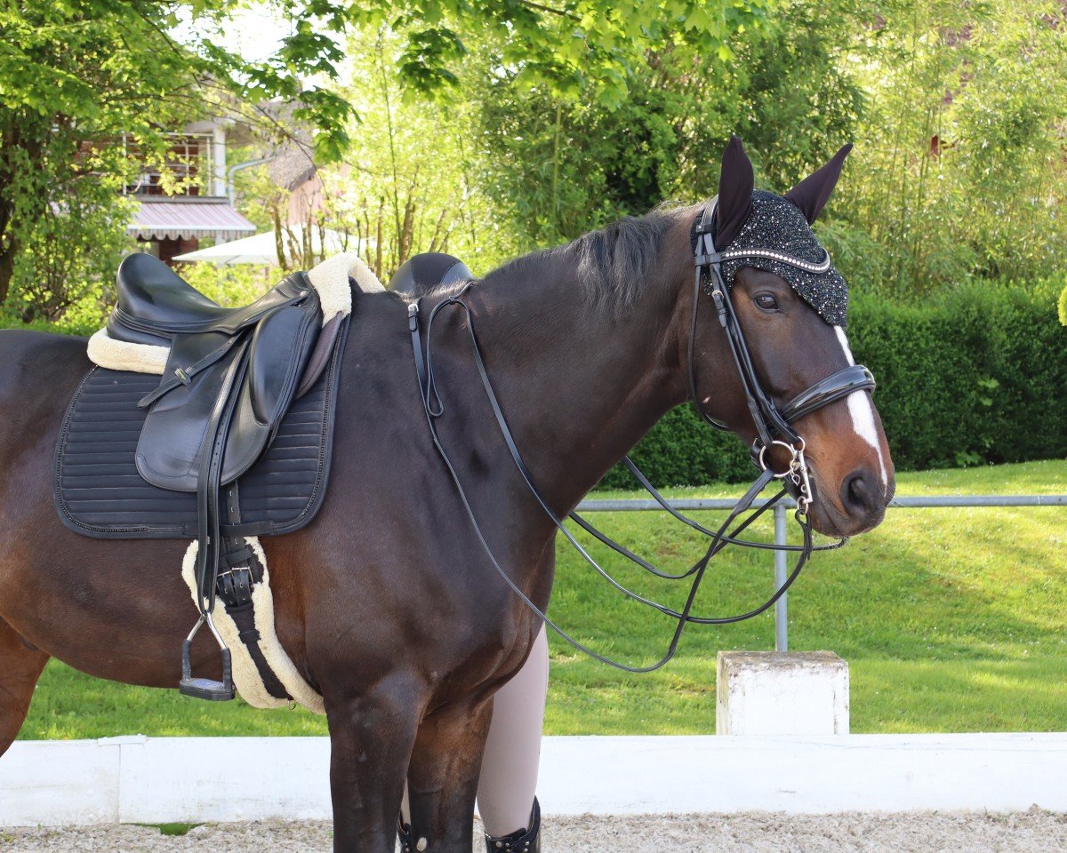 dressage horse Rene Lezard (German Sport Horse, 2012, from Rio Grande 103)