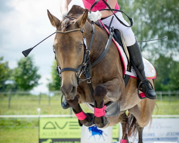 eventing horse Novel 4 (German Riding Pony, 2009, from Kelts Pogue) eventing horse Novel 4 (German Riding Pony, 2009, from Kelts Pogue)