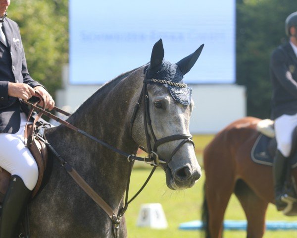 jumper Coco Girl (Westphalian, 2019, from Contendrix)