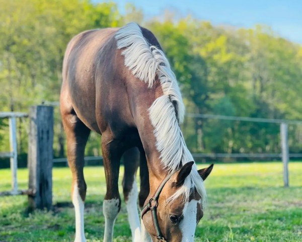 horse Top Lord of Fantasy (German Riding Pony,  , from Top Champion)