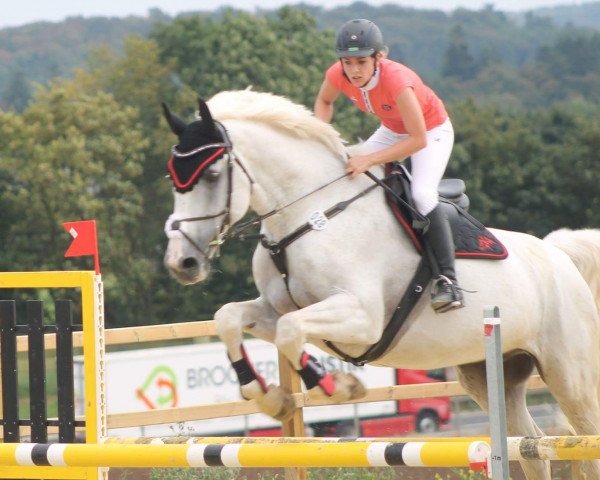jumper Cattano (Holsteiner, 2000, from Carolus I) jumper Cattano (Holsteiner, 2000, from Carolus I)