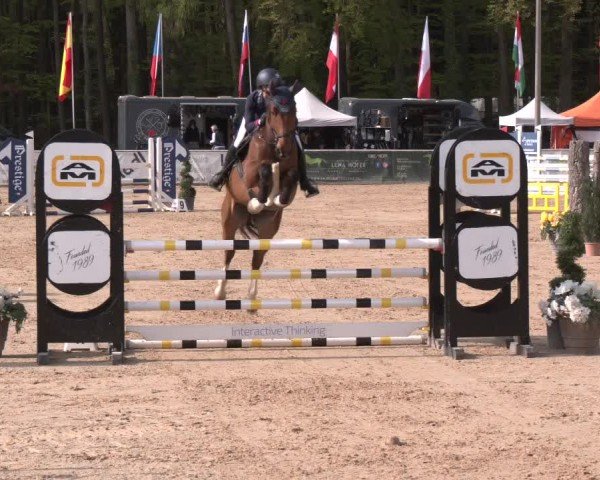 Reitturnier Ranshofen - Braunau am Inn 2024