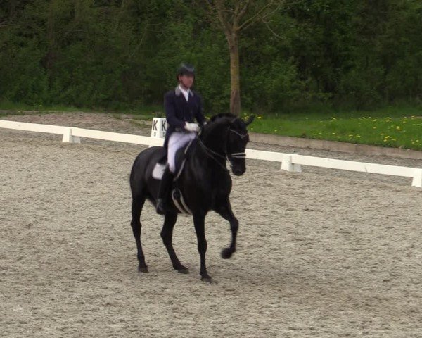 Reitturnier Elmlohe 2024