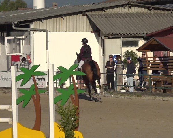 Reitturnier Giubiasco 2024