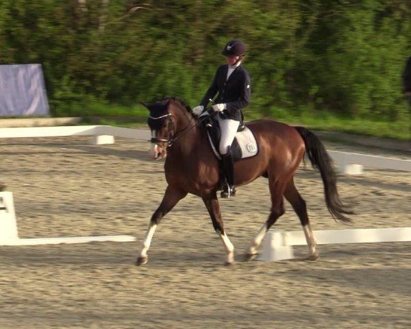 Reitturnier Elmlohe 2024