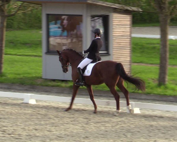 Reitturnier Elmlohe 2024