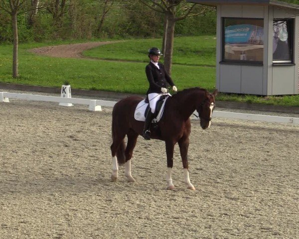 Reitturnier Elmlohe 2024