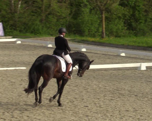 Reitturnier Elmlohe 2024