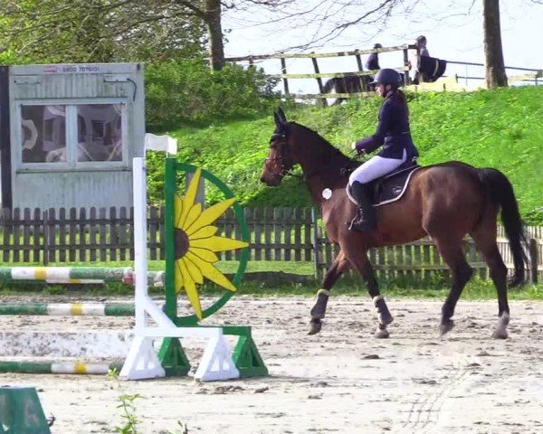 Reitturnier Breiholz "Am Moltkestein" 2024