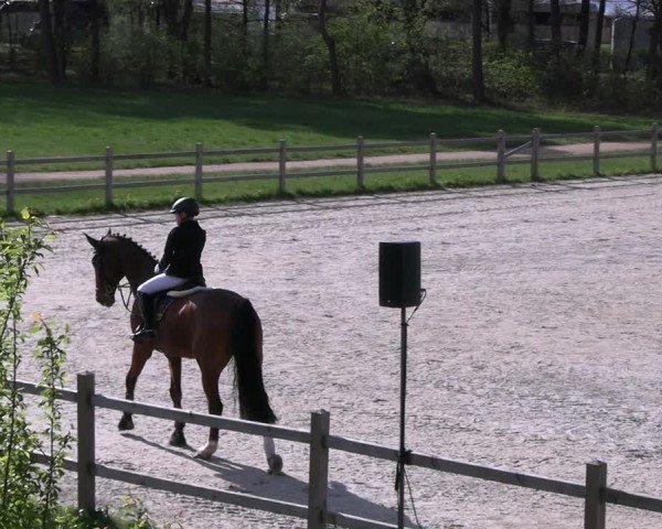 Reitturnier Westergellersen 2024