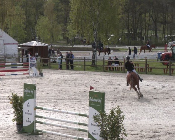 Reitturnier Westergellersen 2024