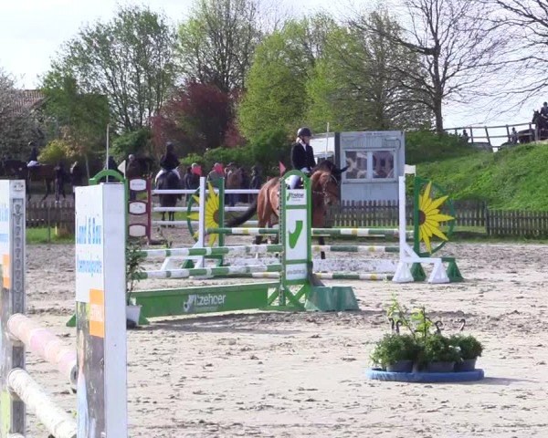 Reitturnier Breiholz "Am Moltkestein" 2024