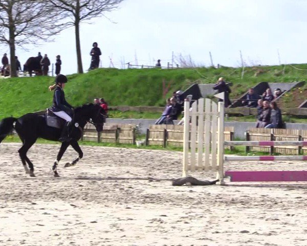 Reitturnier Breiholz "Am Moltkestein" 2024