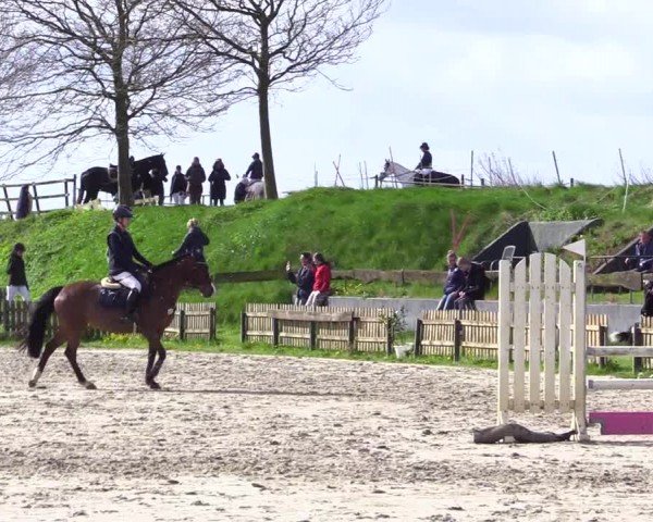 Reitturnier Breiholz "Am Moltkestein" 2024