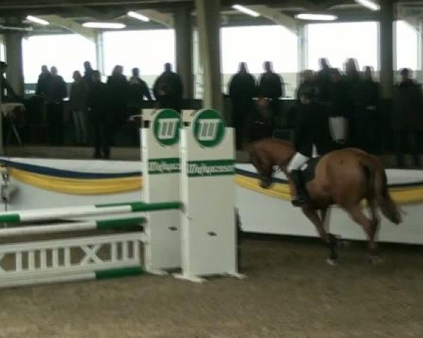 20. Grosses Hallen Springturnier in Vreden