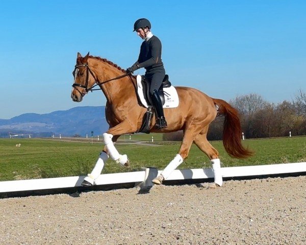 broodmare DB Sia (Swiss Warmblood, 2019, from Secret)