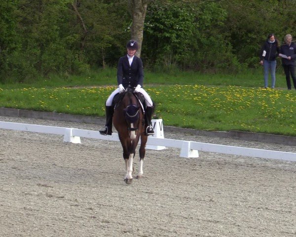Reitturnier Elmlohe 2024