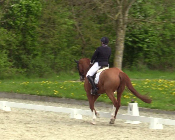 Reitturnier Elmlohe 2024