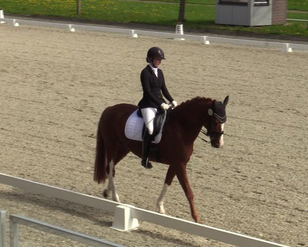 Reitturnier Elmlohe 2024