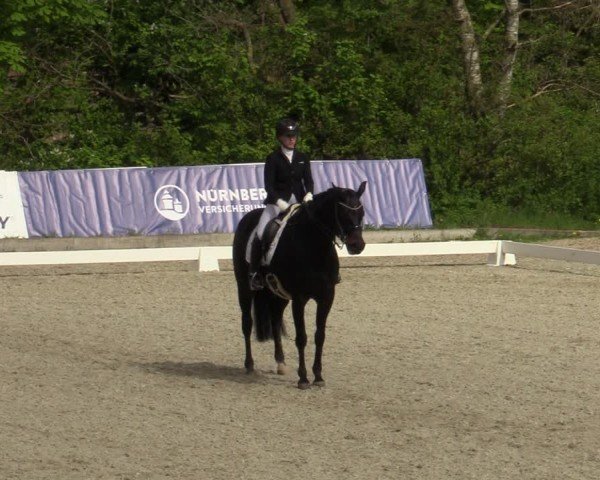 Reitturnier Elmlohe 2024