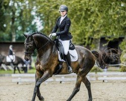 Dressurpferd Don Ascendio (Hannoveraner, 2017, von Don Index)