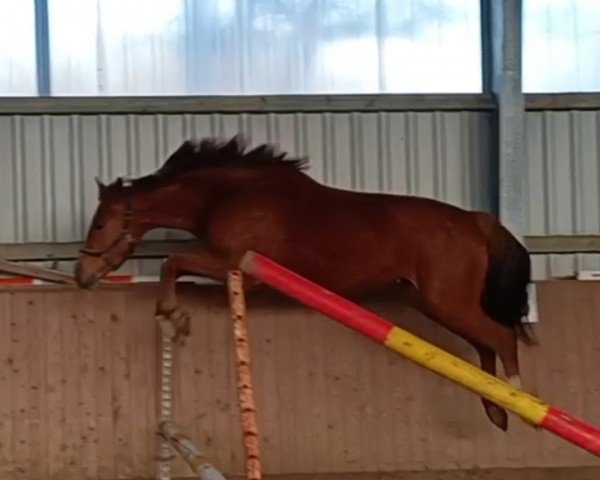 horse Vyandra (Hanoverian, 2020, from Vagabond)