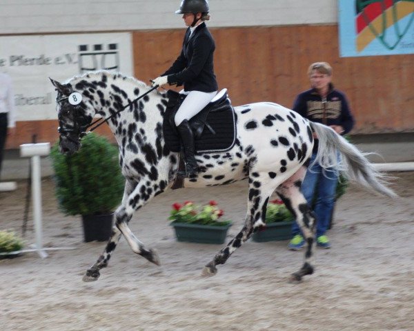 Deckhengst Sir Wittekind (Deutsches Reitpferd, 2012, von Sartos Showtime) Deckhengst Sir Wittekind (Deutsches Reitpferd, 2012, von Sartos Showtime)