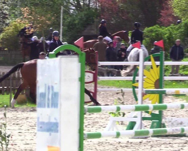 Reitturnier Breiholz "Am Moltkestein" 2024