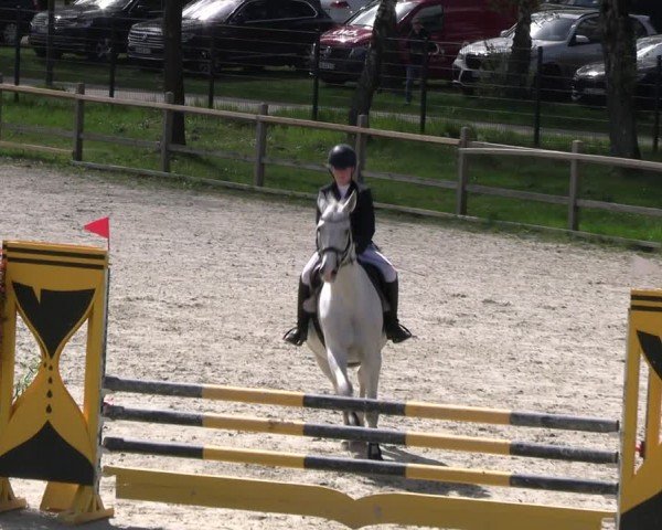 Reitturnier Westergellersen 2024
