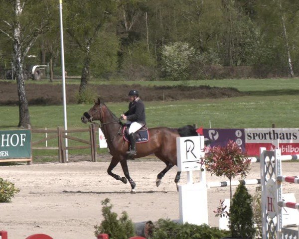 Reitturnier Westergellersen 2024