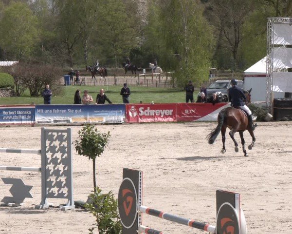 Reitturnier Westergellersen 2024