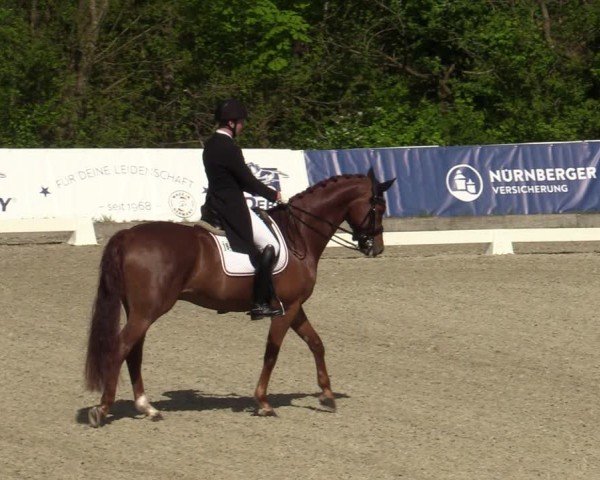 Reitturnier Elmlohe 2024