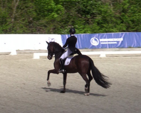Reitturnier Elmlohe 2024