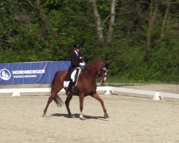 Reitturnier Elmlohe 2024