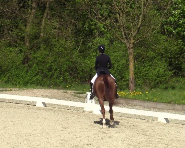 Reitturnier Elmlohe 2024