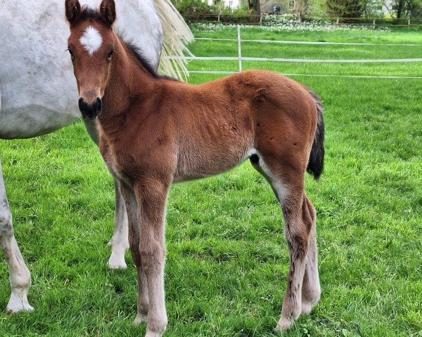 horse Vincent One (Westphalian, 2024, from Verdi)