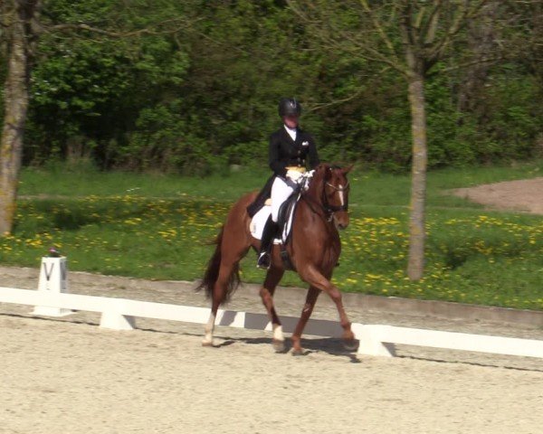 Reitturnier Elmlohe 2024
