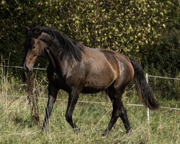 horse Fourty Eight Z (Zangersheide riding horse, 2021, from Flint) horse Fourty Eight Z (Zangersheide riding horse, 2021, from Flint)