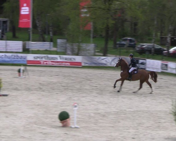 Reitturnier Westergellersen 2024