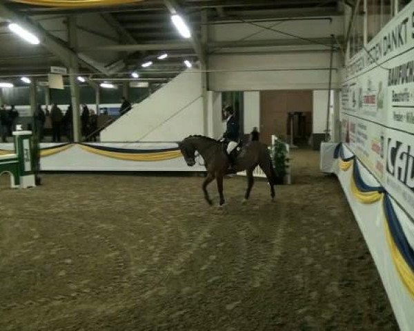 20. Grosses Hallen Springturnier in Vreden