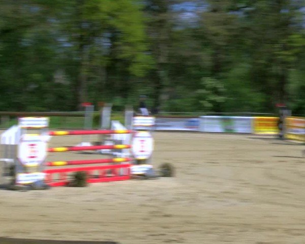 Reitturnier Rhede 2024