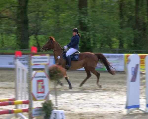 Reitturnier Rhede 2024