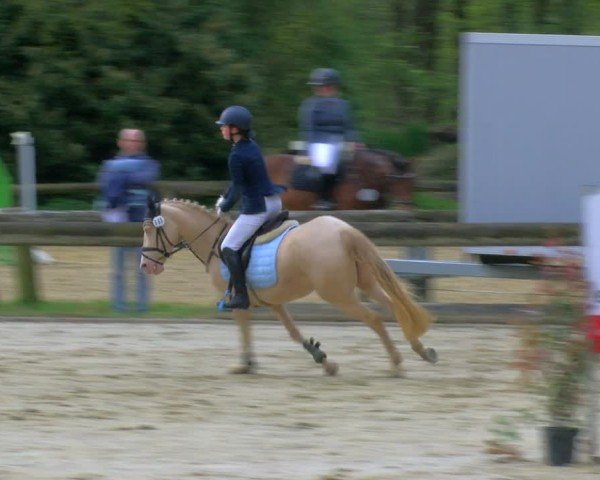 Reitturnier Rhede 2024